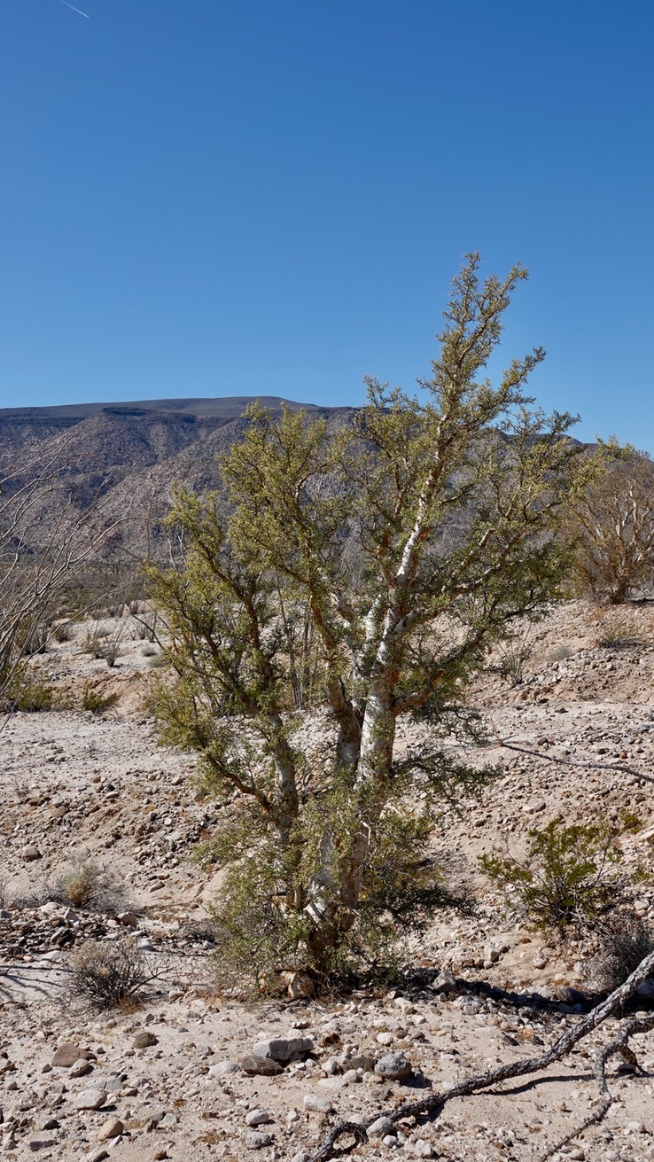 Near Bahia de los Angeles, Baja California Baja California Elephant Tree, Pachycormus discolor 8