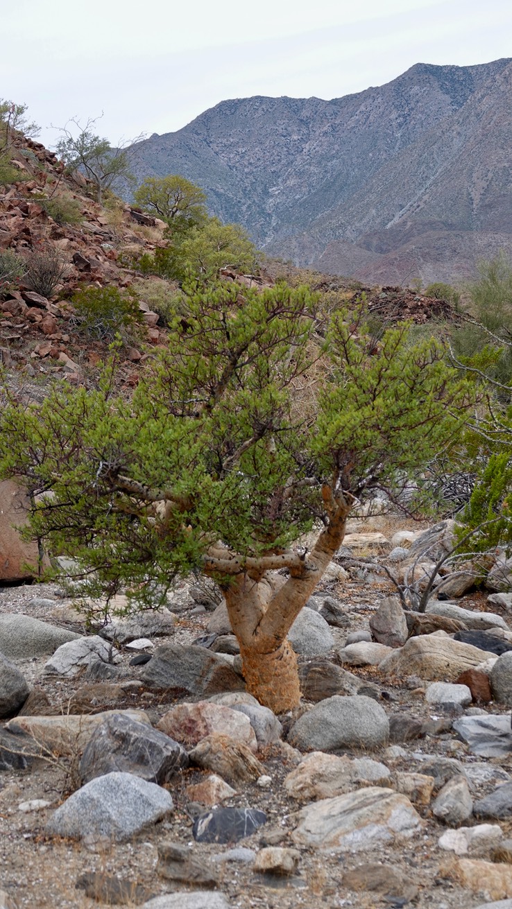 Near Bahia de los Angeles, Baja California Baja California Elephant Tree, Pachycormus discolor. 9