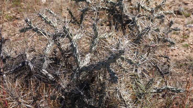 Near Bahia de los Angeles, Baja California, Cylindropuntia molesta, Long-Spine Cholla 2