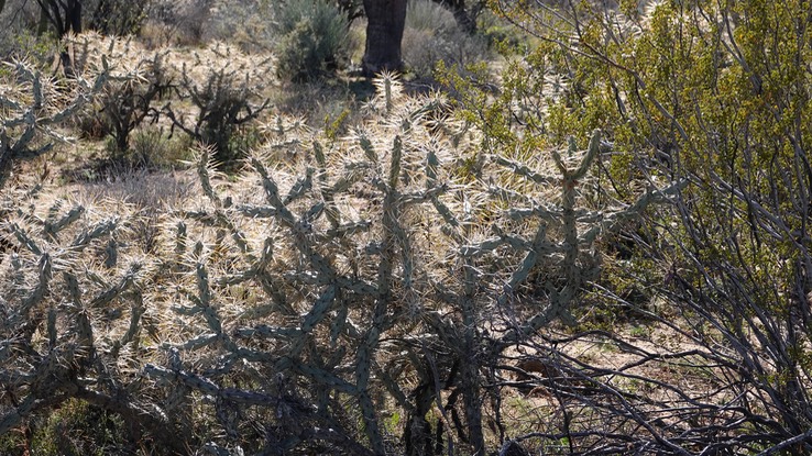 Near Bahia de los Angeles, Baja California, Cylindropuntia molesta, Long-Spine Cholla 2a