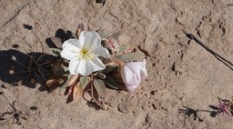 Near San Felipe, Baja California, Oenothera  1