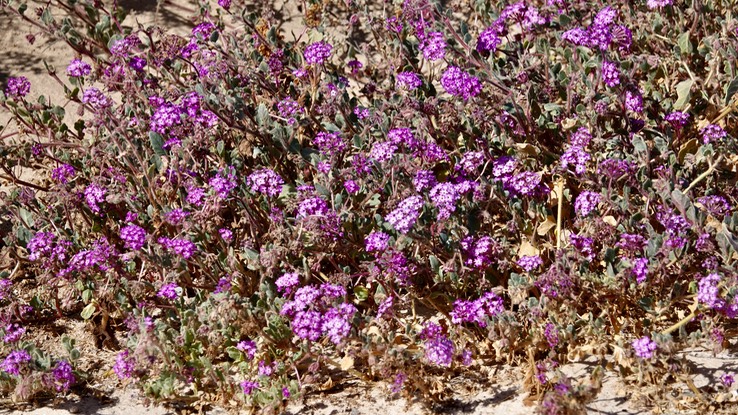 Near San Felipe, Baja California, Abronia (possibly A. villosa, Desert Sand-Verbena 3