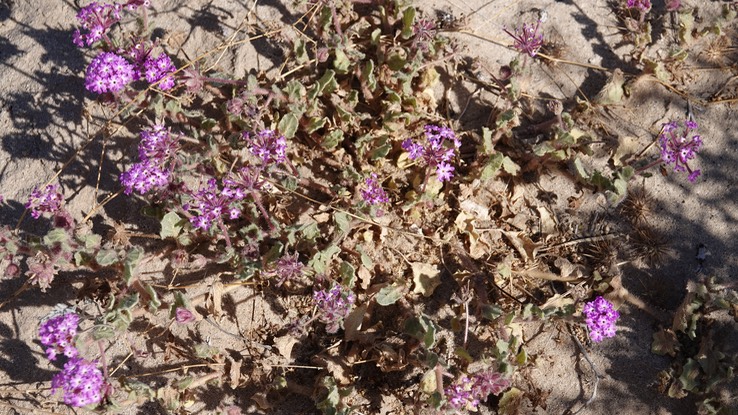 Near San Felipe, Baja California, Abronia (possibly A. villosa, Desert Sand-Verbena 2