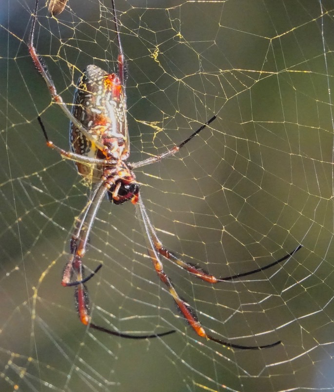 nephila-clavipes-golden-orb_med-3