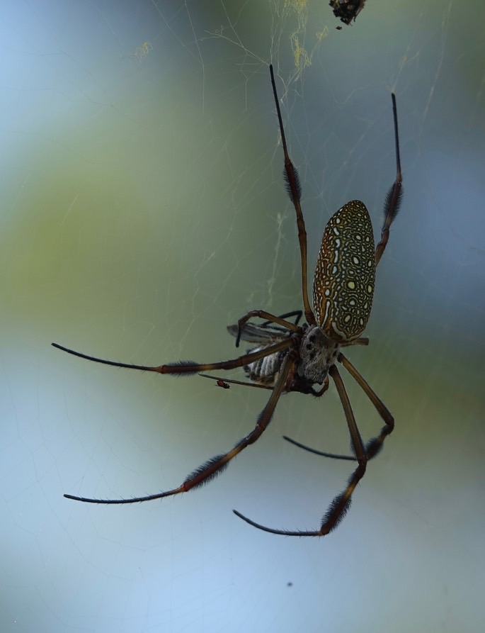 nephila-clavipes-golden-orb_med