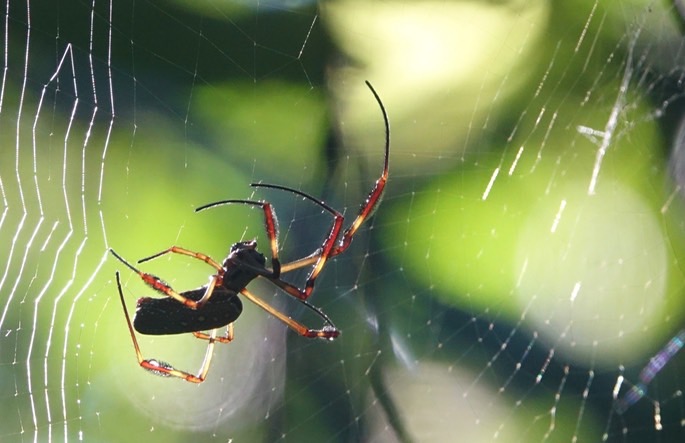 nephila-clavipes1_med