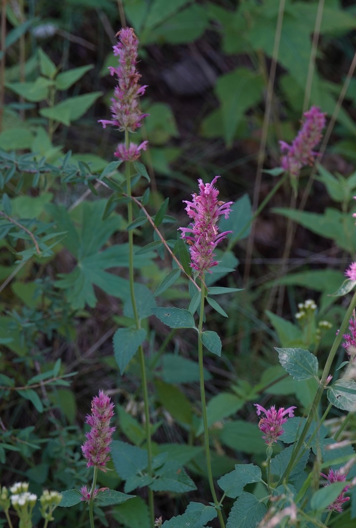 New Mexico Giant Hyssop - Agastache pallidiflora neomexicana2