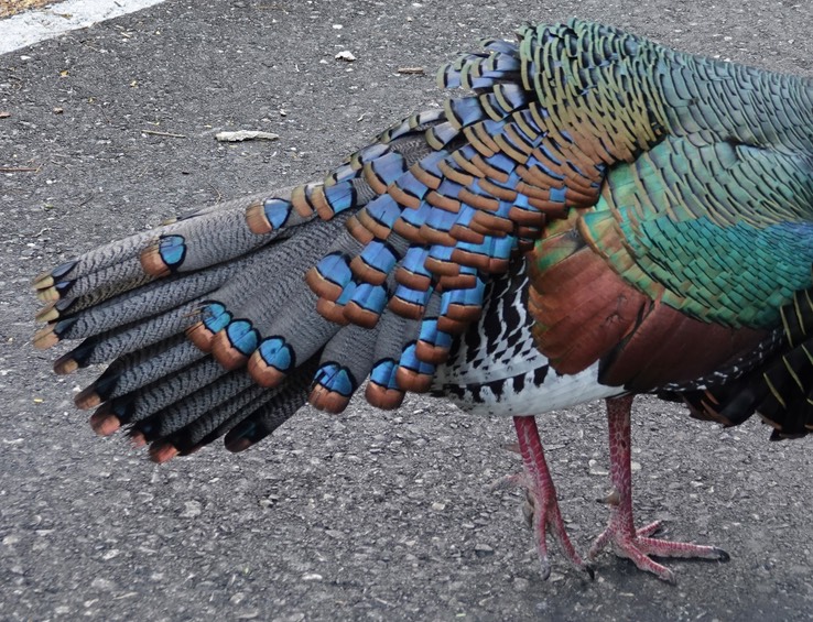 Ocellated Turkey, Meleagris ocellata    2