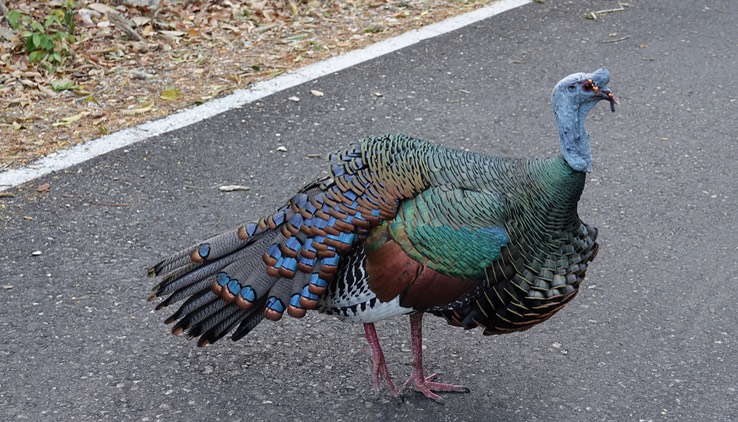 Ocellated Turkey, Meleagris ocellata    3