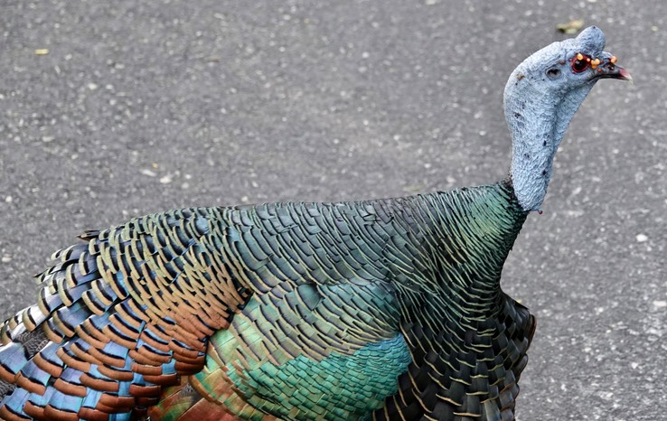 Ocellated Turkey, Meleagris ocellata    4