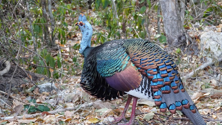 Ocellated Turkey, Meleagris ocellata    6