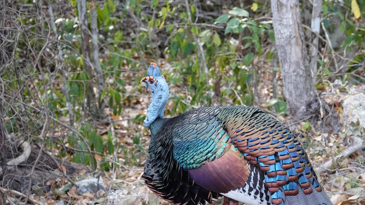 Ocellated Turkey, Meleagris ocellata    5