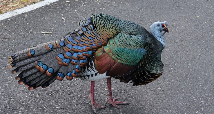 Ocellated Turkey, Meleagris ocellata    1