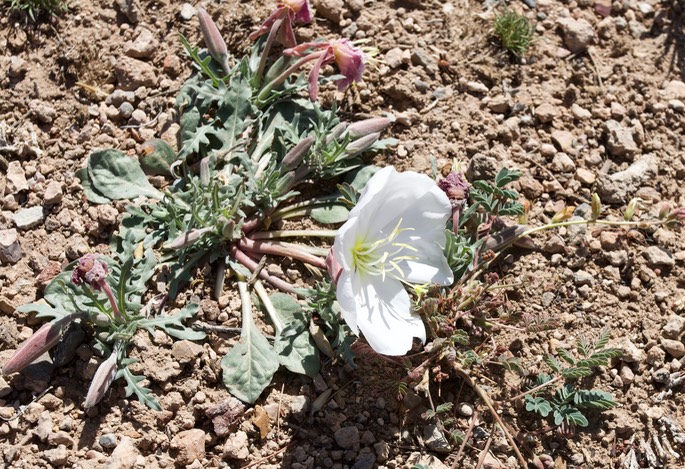 Oenothera albicaulis 1