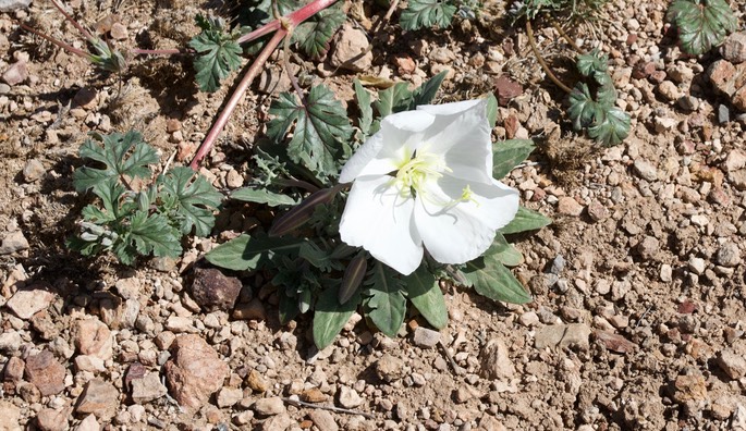 Oenothera albicaulis 2