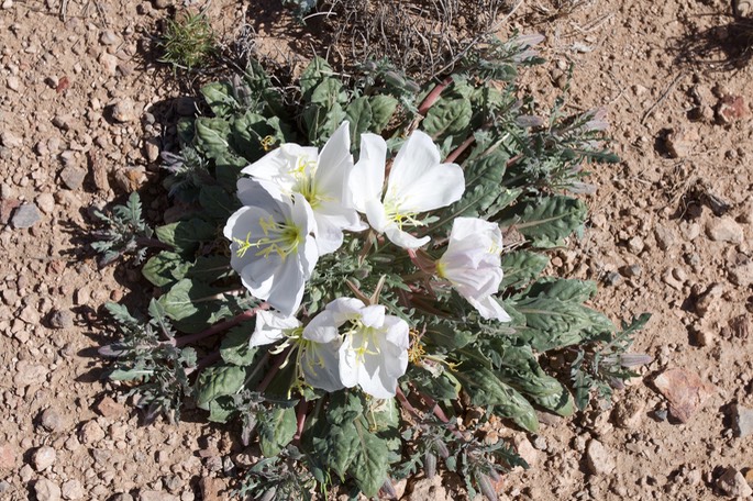 Oenothera albicaulis 3