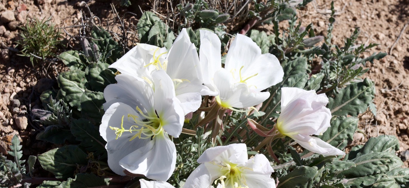 Oenothera albicaulis 4