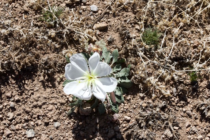 Oenothera albicaulis 5