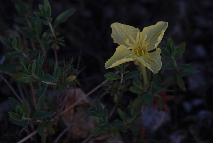 Oenothera hartwegii Bentham subsp. fendleri (Gray), Fedler's Sundrops   2