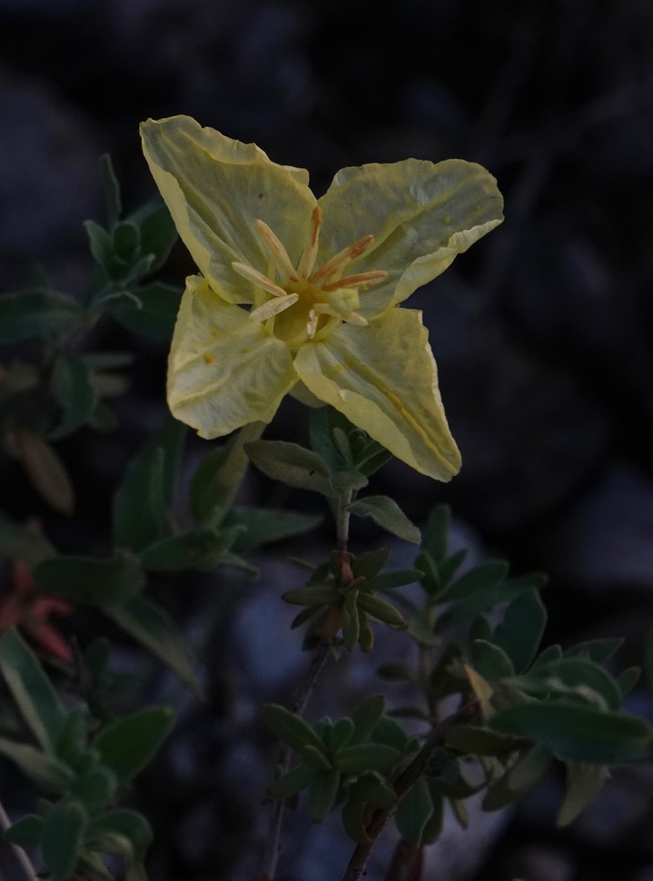 Oenothera hartwegii Bentham subsp. fendleri (Gray), Fedler's Sundrops   1