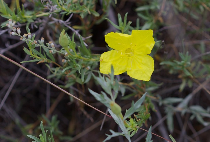 Oenothera hartwegii subsp. fendleri, Fendler's Sundrops