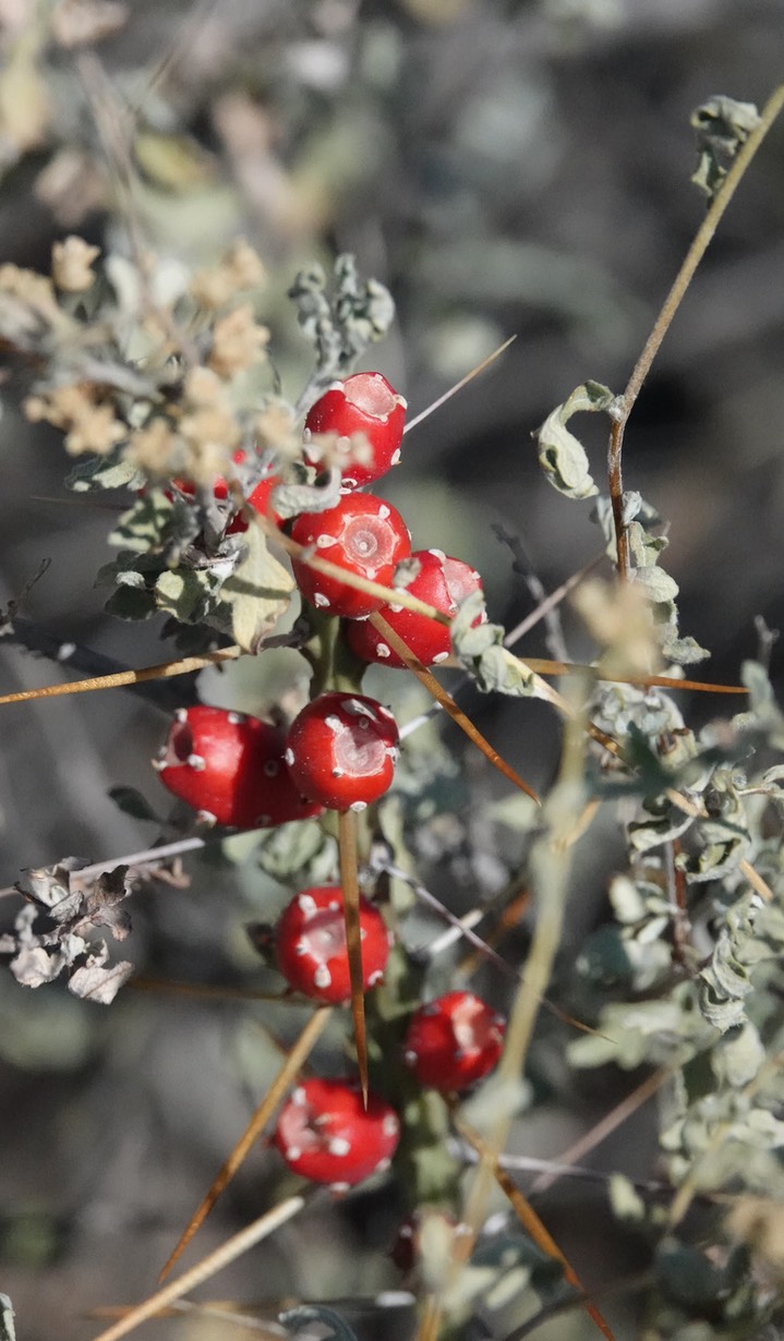 Opuntia leptocaulis 3 Big Bend National Park, Texas