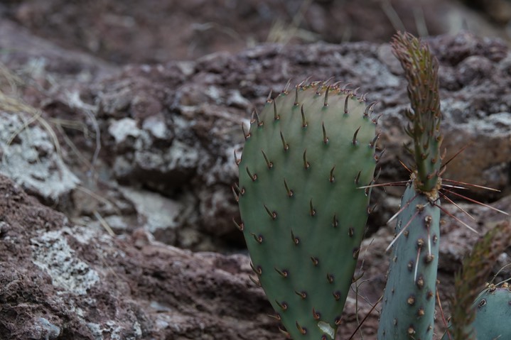 Opuntia macrocentra1