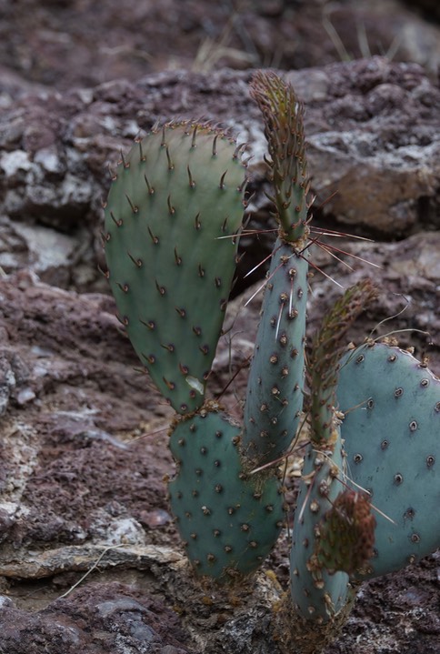 Opuntia macrocentra Engelmann (Purple Prickly Pear)