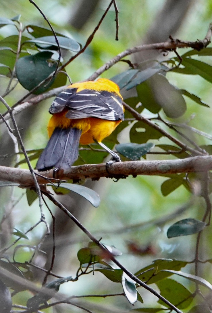   Orange Oriole  Icterus auratus    3