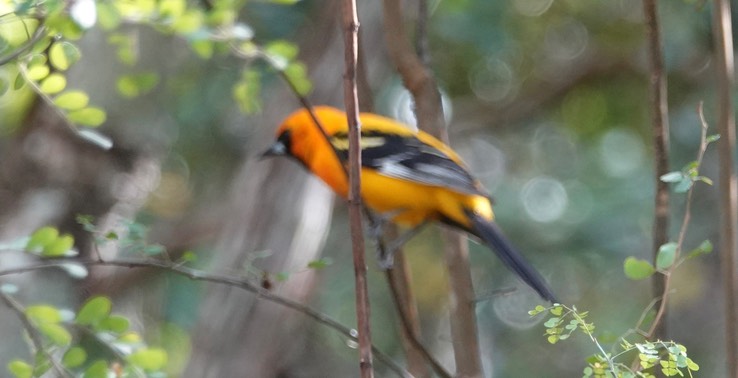   Orange Oriole  Icterus auratus    4