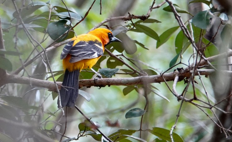   Orange Oriole  Icterus auratus    1