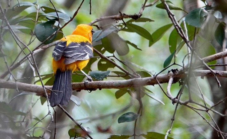   Orange Oriole  Icterus auratus    2