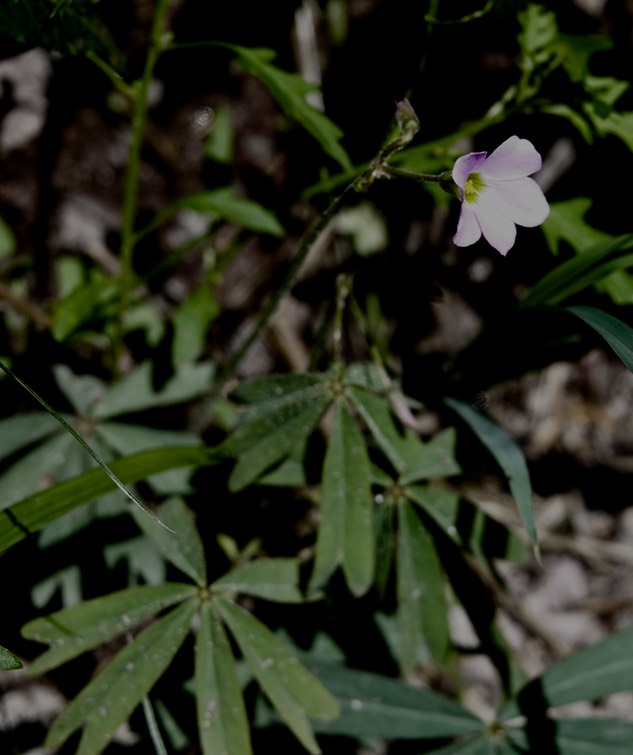 Oxalis decaphylla