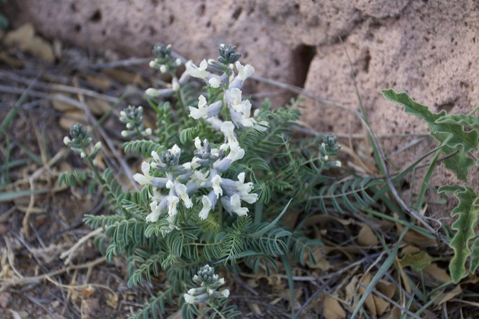 Oxytropis sericea sericea, or White Locoweed 3