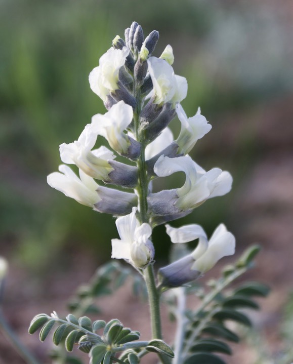 Oxytropis sericea sericea, or White Locoweed 1