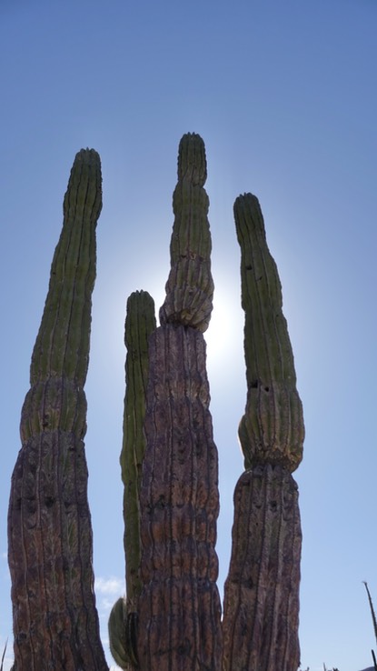 Pachycereus pringlei, Cardón, Near Bahia de los Angeles, Baja California