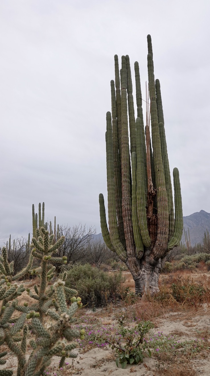 pachycereus pringlei, Elephant Cactus, Bahia de los Angeles, Baja California