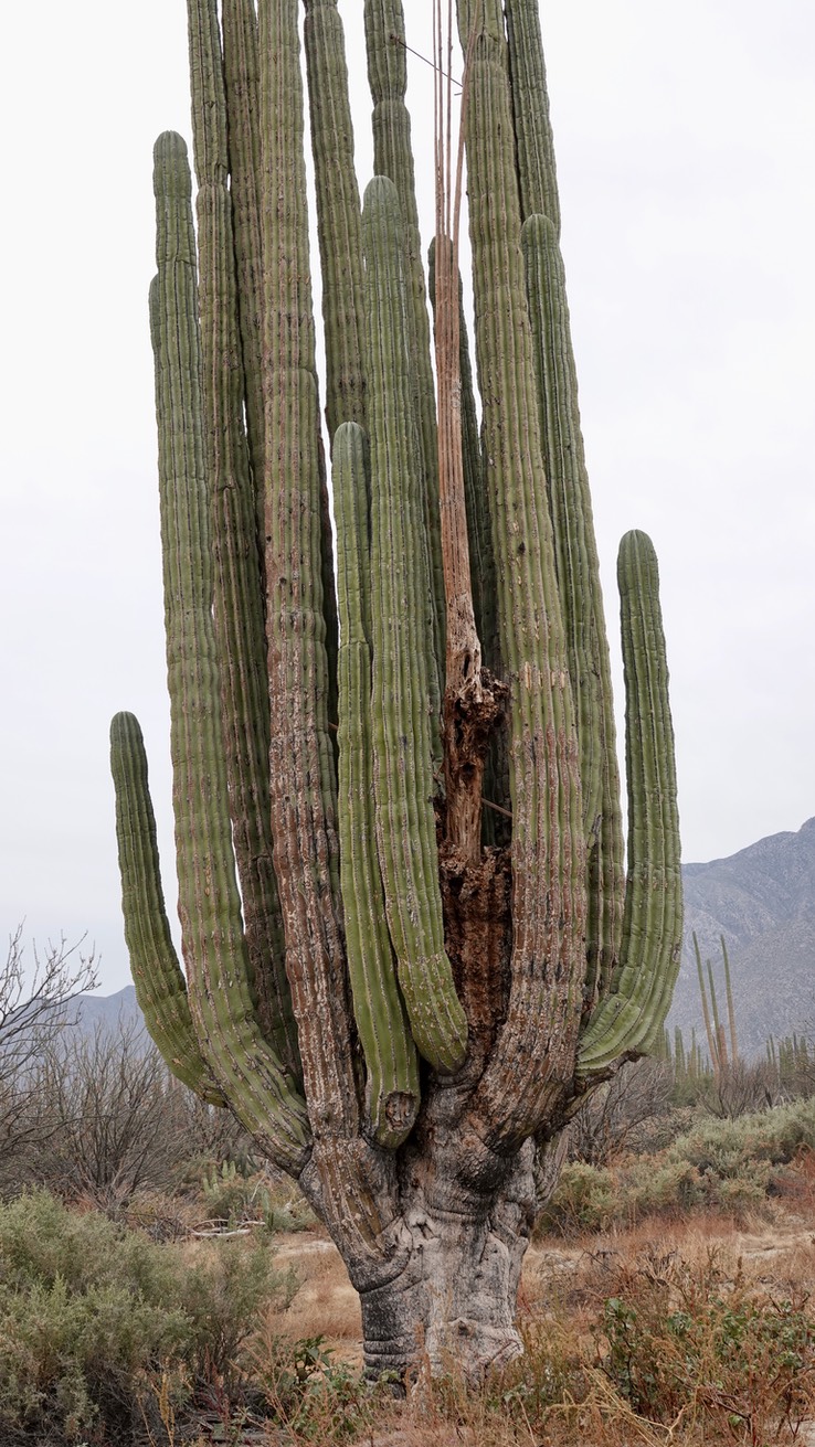 Pachycereus pringlei, Elephant Cactus, Bahia de los Angeles, Baja California (1)