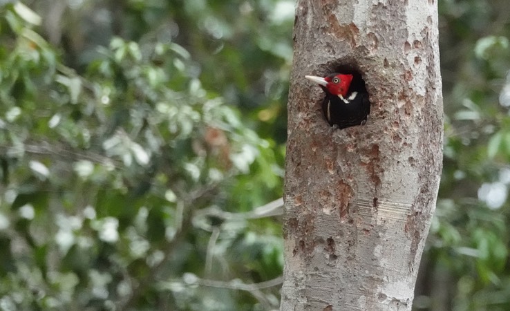 Pale-billed Woodpecker, Campephilus guatemalensis         Balamkú, Campeche, Mexico (6)