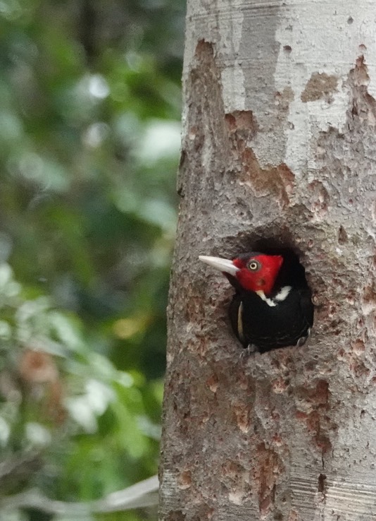 Balamkú, Campeche, Mexico