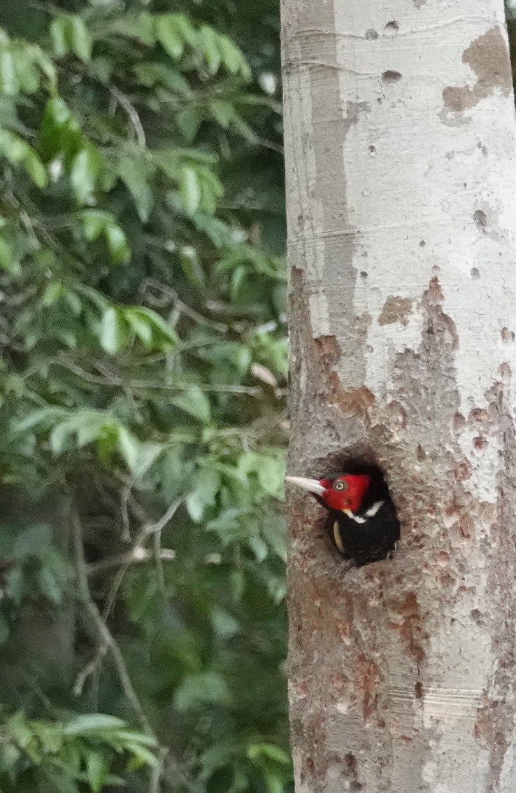 Pale-billed Woodpecker, Campephilus guatemalensis          Balamkú, Campeche, Mexico (16)