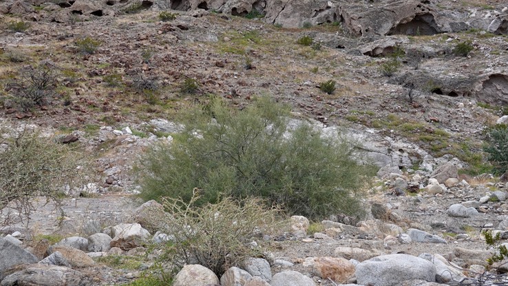 Parkinsonia microphylla, Little-Leaf Palo Verde, Bahia de los Angeles, Baja California (3)