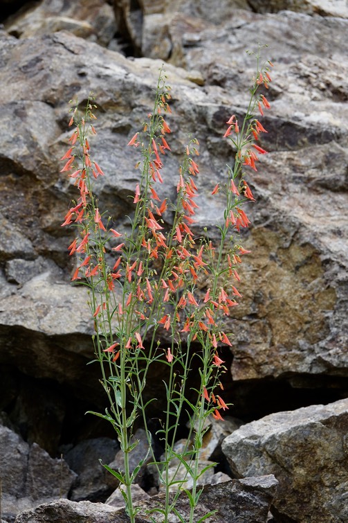 Penstemon barbatus, Scarlet Penstemon, Railroad Canyon, Black Range, July 23, 2017