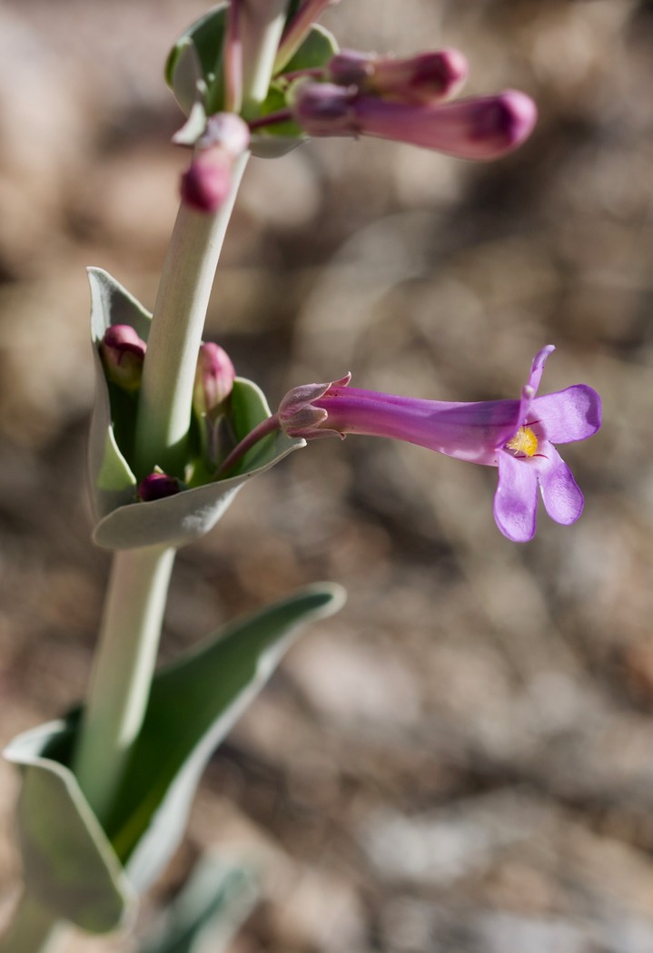 Penstemon fendleri 4- 8 2