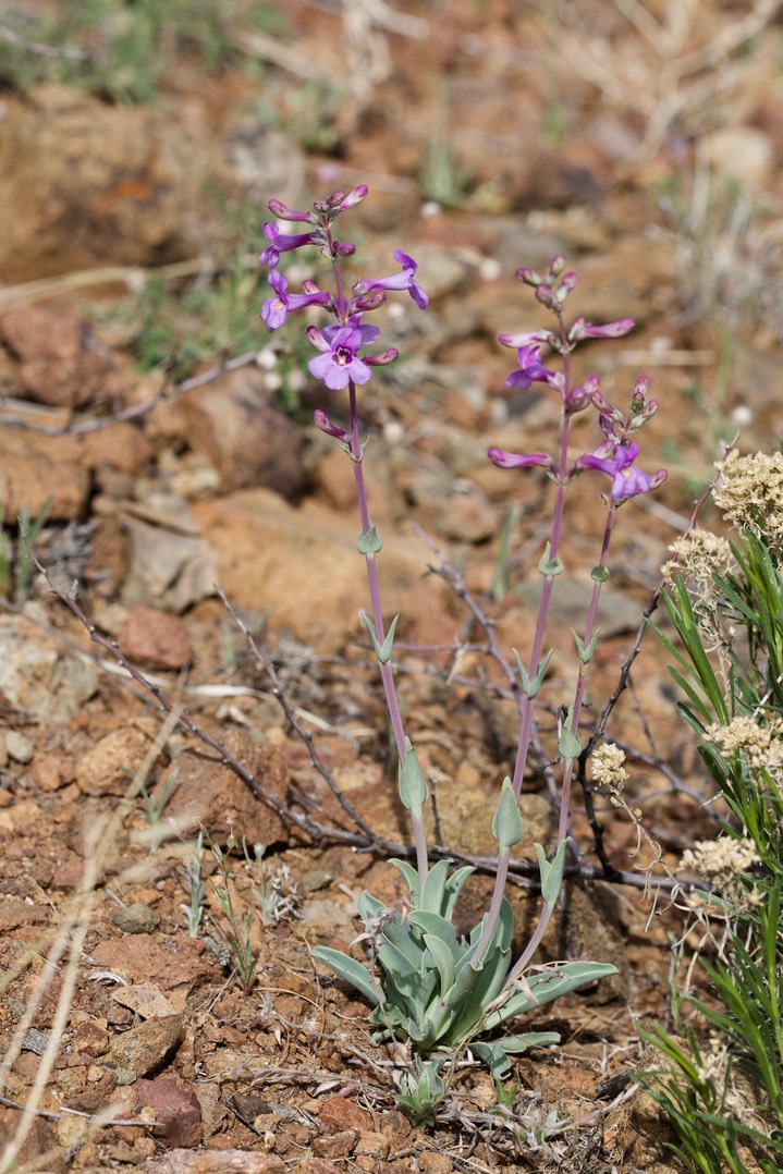 Penstemon fendleri 4-5 1