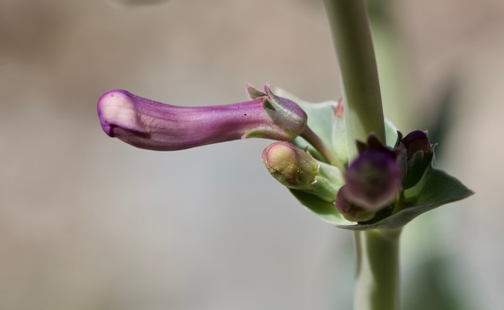 Penstemon fendleri 4-7 1