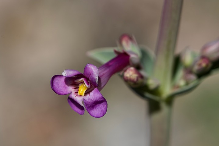 Penstemon fendleri 4-7 2