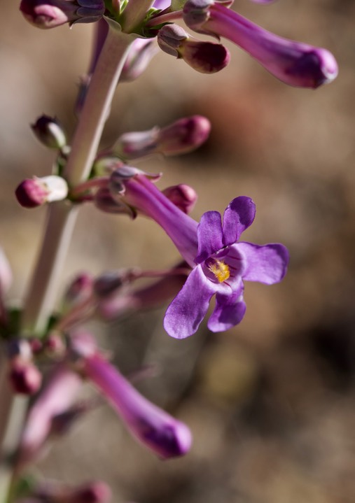 Fendler Penstemon - Penstemon fendleri