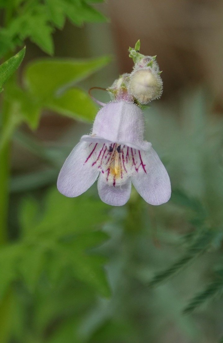 Penstemon linarioides Gray subsp. linarioides (Linaria Penstemon, Toadflax Beardtongue)3