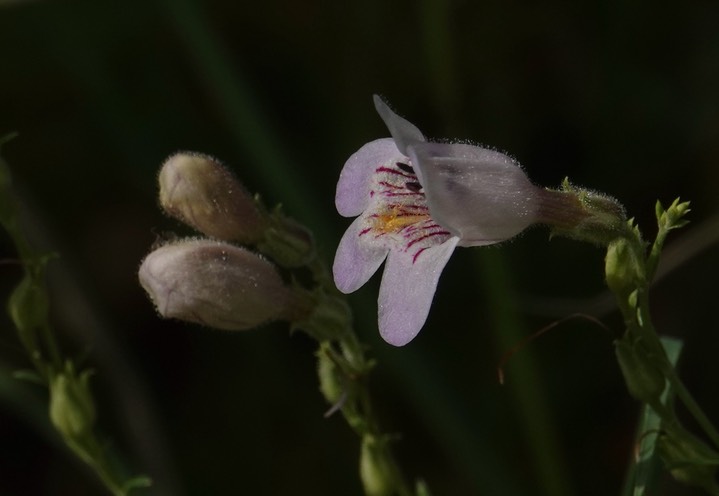 Penstemon linarioides Gray subsp. linarioides (Linaria Penstemon, Toadflax Beardtongue)